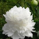 10 Seeds Rare Heirloom 'Xue Shan Jin Ding' White Black White Black Peony Tree Fresh Seeds