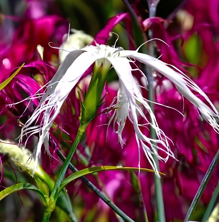 100 Seeds Rare Beautiful 'long hair' Mixed Dianthus Annual Flowers Fresh Seeds