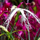 100 Seeds Rare Beautiful 'long hair' Mixed Dianthus Annual Flowers Fresh Seeds