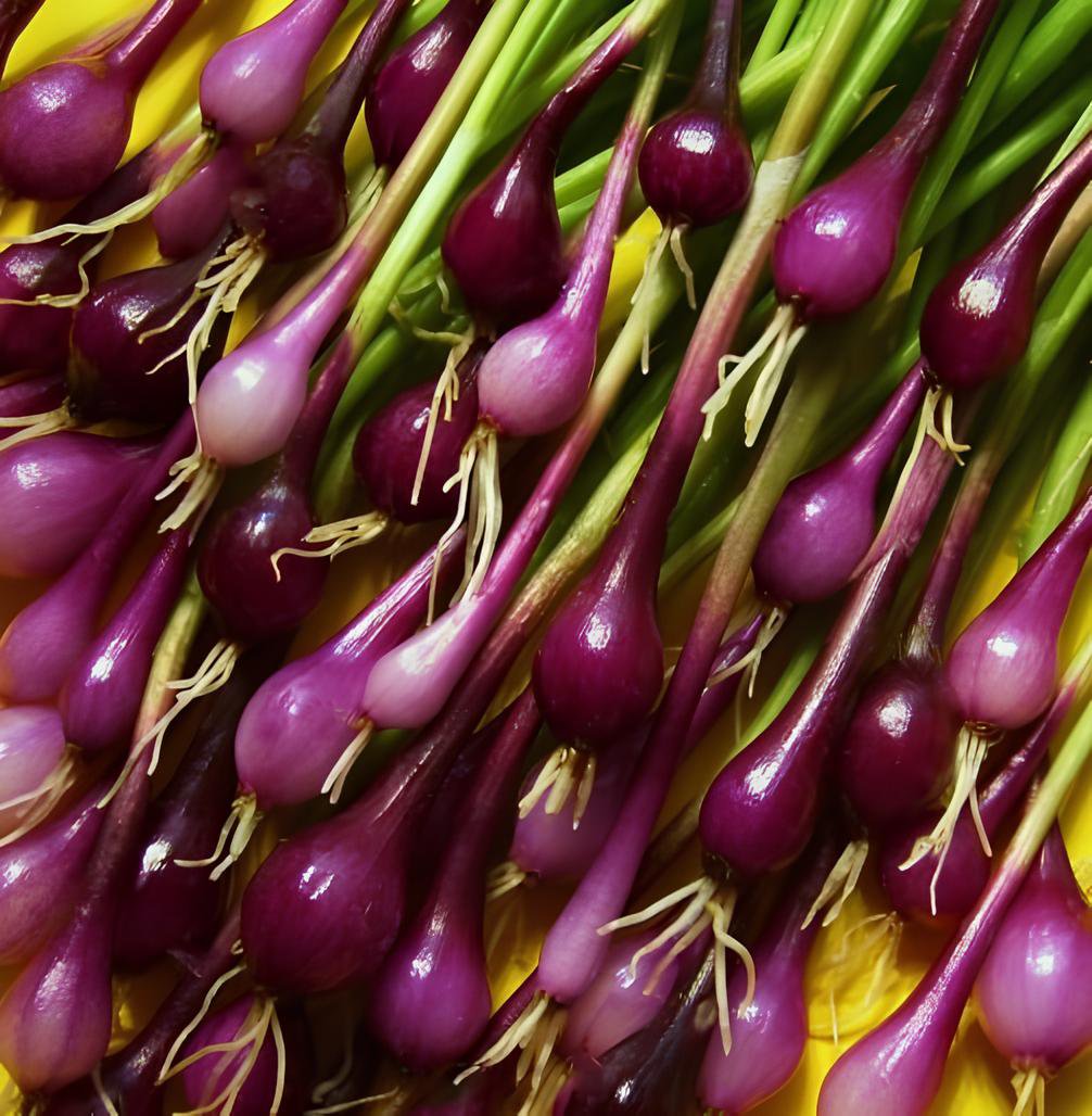 200 Seeds Salad Bunching Red Mate Onion Vegetables Fresh Seeds