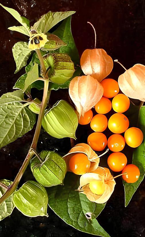 100 Seeds Fresh Perennial Physalis Cape Gooseberry Fresh Seeds