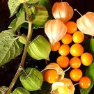 100 Seeds Fresh Perennial Physalis Cape Gooseberry Fresh Seeds