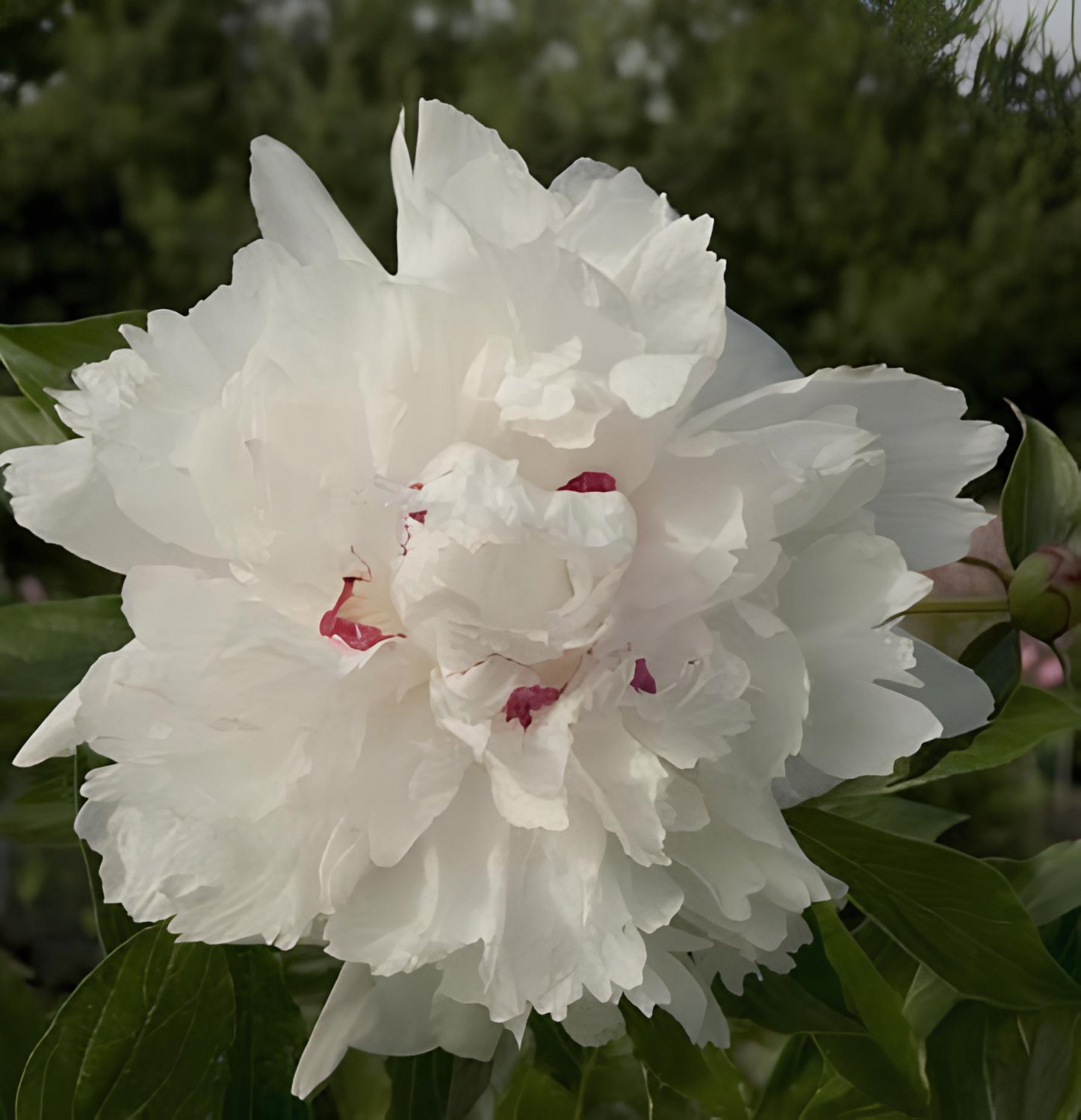 10 Seeds Rare 'Swan velvet' White Peony Purple Heart Flower Fresh Seeds