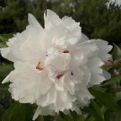 10 Seeds Rare 'Swan velvet' White Peony Purple Heart Flower Fresh Seeds