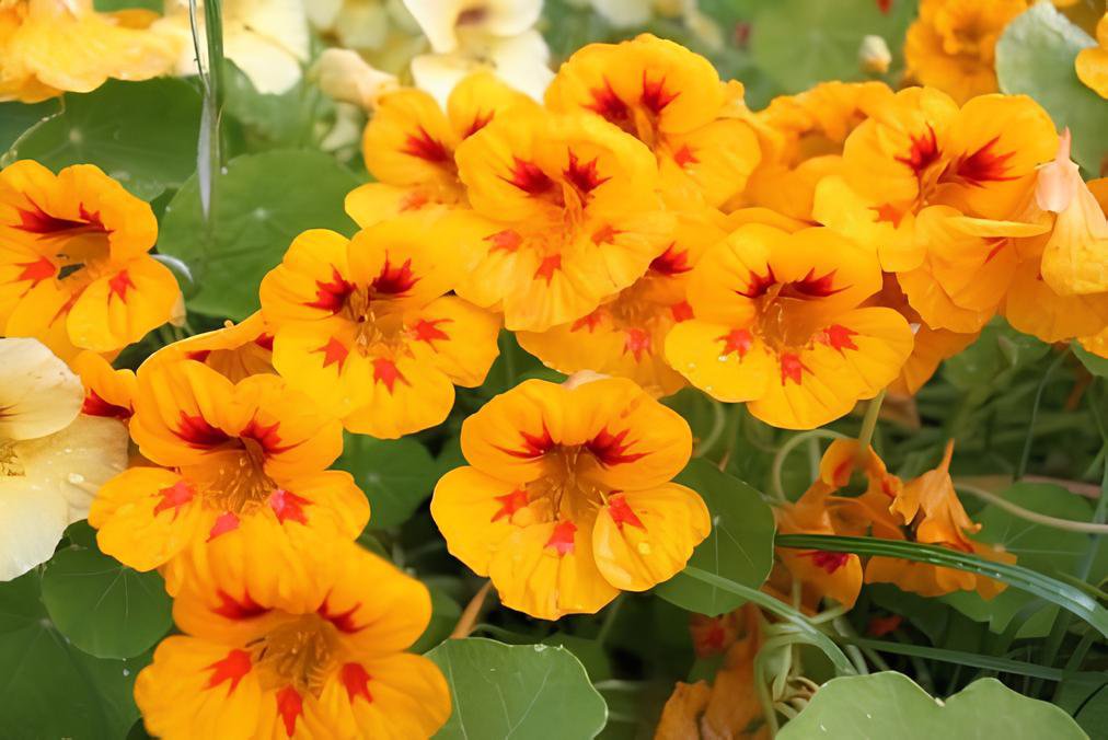 16 Seeds Nasturtium - Peach Melba Fresh Seeds