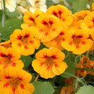 16 Seeds Nasturtium - Peach Melba Fresh Seeds