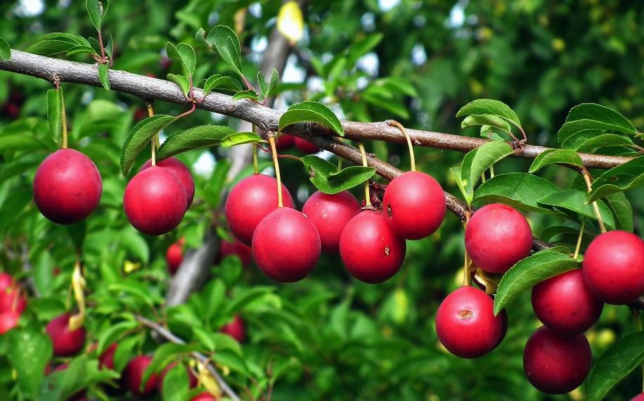 20 Seeds Rare Pink Plum Shrub Fruit Fresh Seeds