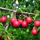 20 Seeds Rare Pink Plum Shrub Fruit Fresh Seeds