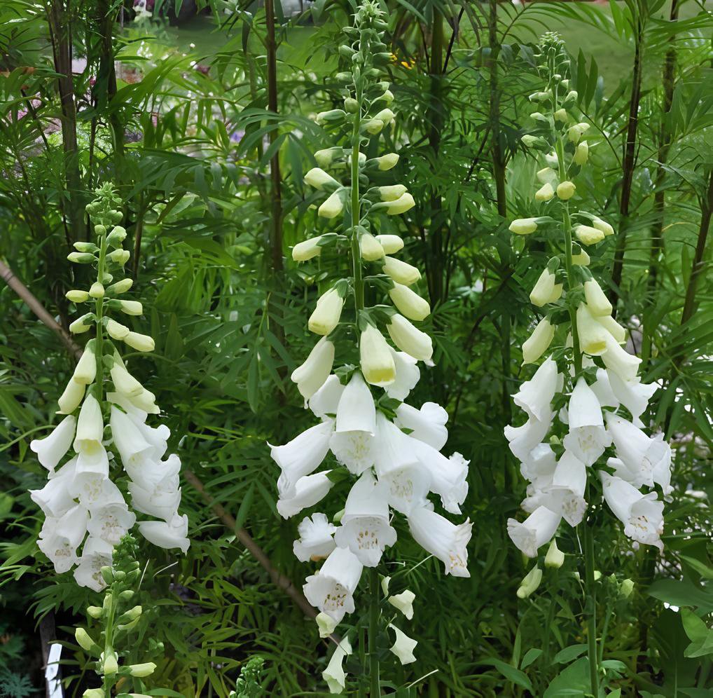 100 Seeds White Foxglove Digitalis purpurea Perennial Flower Fresh Seeds