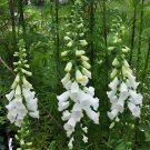 100 Seeds White Foxglove Digitalis purpurea Perennial Flower Fresh Seeds