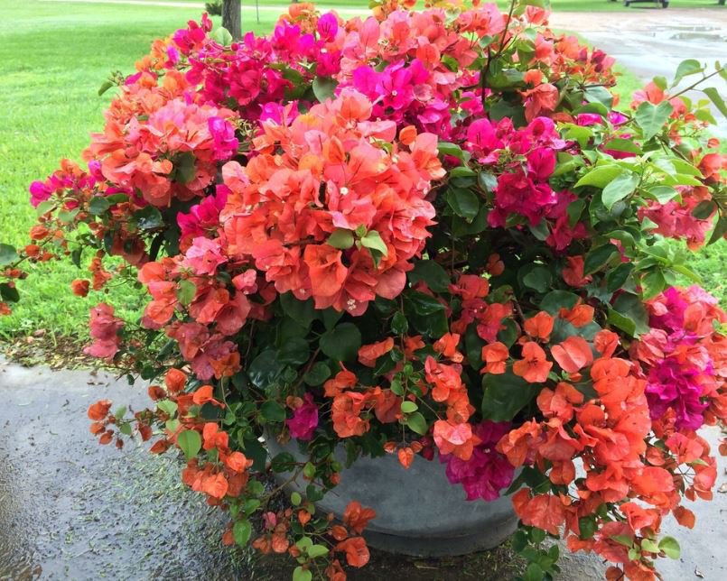 100 Seeds Bougainvillea Seeds Colorful Bougainvillea Spectabilis Willd Plant Fresh Seeds