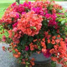 100 Seeds Bougainvillea Seeds Colorful Bougainvillea Spectabilis Willd Plant Fresh Seeds