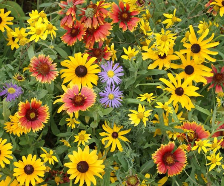 800 Seeds Market Rare Wildflower Fresh Seeds