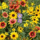 800 Seeds Market Rare Wildflower Fresh Seeds
