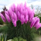 200 Seeds Pampas Grass Patio and Garden Potted Ornamental Plants New Flowers Fresh Seeds