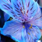 200 Seeds Peruvian Lily Alstroemeria Fresh Seeds
