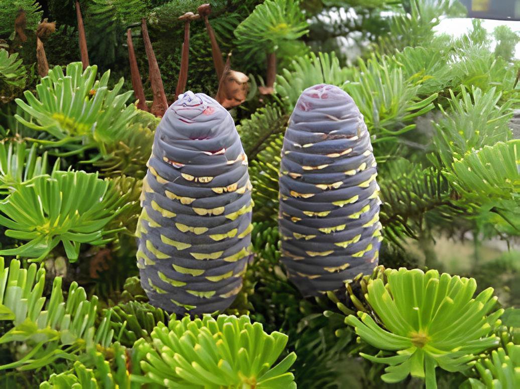 200 Seeds Korean Fir Flores Abies koreana Fresh Seeds