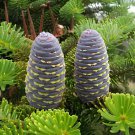 200 Seeds Korean Fir Flores Abies koreana Fresh Seeds