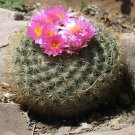 40 Seeds Ball Cactus Fresh Seeds