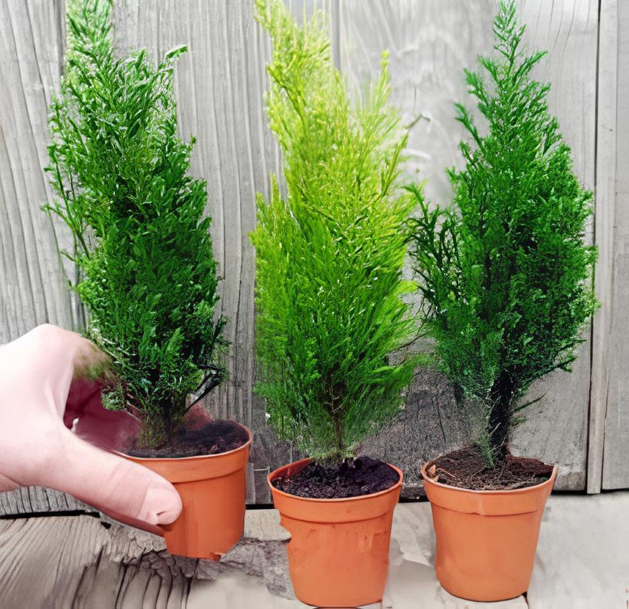 100 Seeds Kasuki Italian Cypress Tree Fresh Seeds