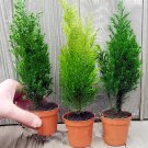 100 Seeds Kasuki Italian Cypress Tree Fresh Seeds
