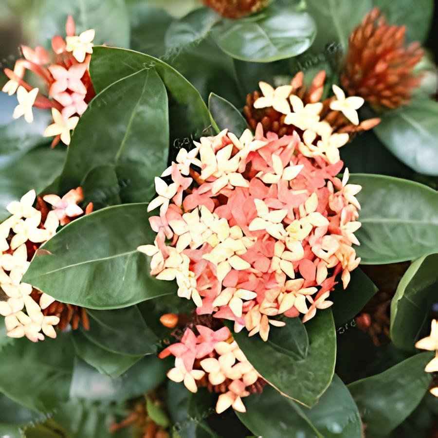 200 Seeds Ixora Chinensis Bonsai Plant Flower Fresh Seeds