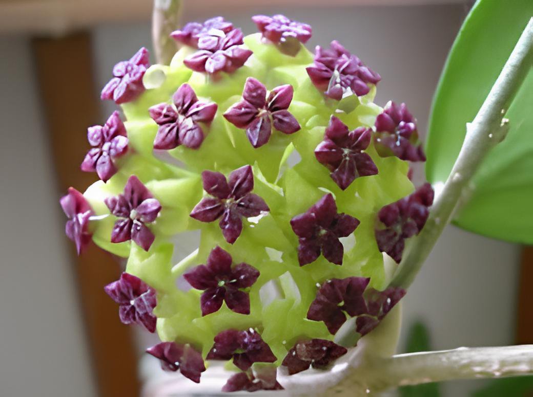 200 Seeds Time-Limit Hoya Flores Fresh Seeds