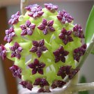 200 Seeds Time-Limit Hoya Flores Fresh Seeds