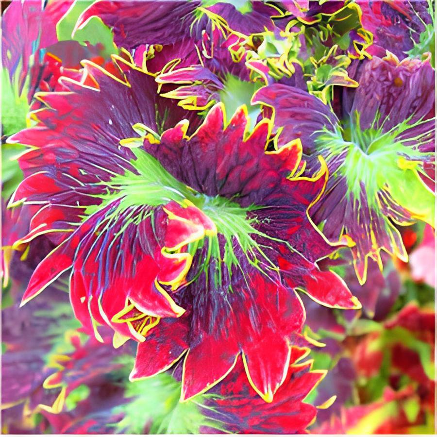 200 Seeds Coleus Foliage Plants Rainbow Leaf Plant Dragon Fresh Seeds