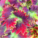200 Seeds Coleus Foliage Plants Rainbow Leaf Plant Dragon Fresh Seeds