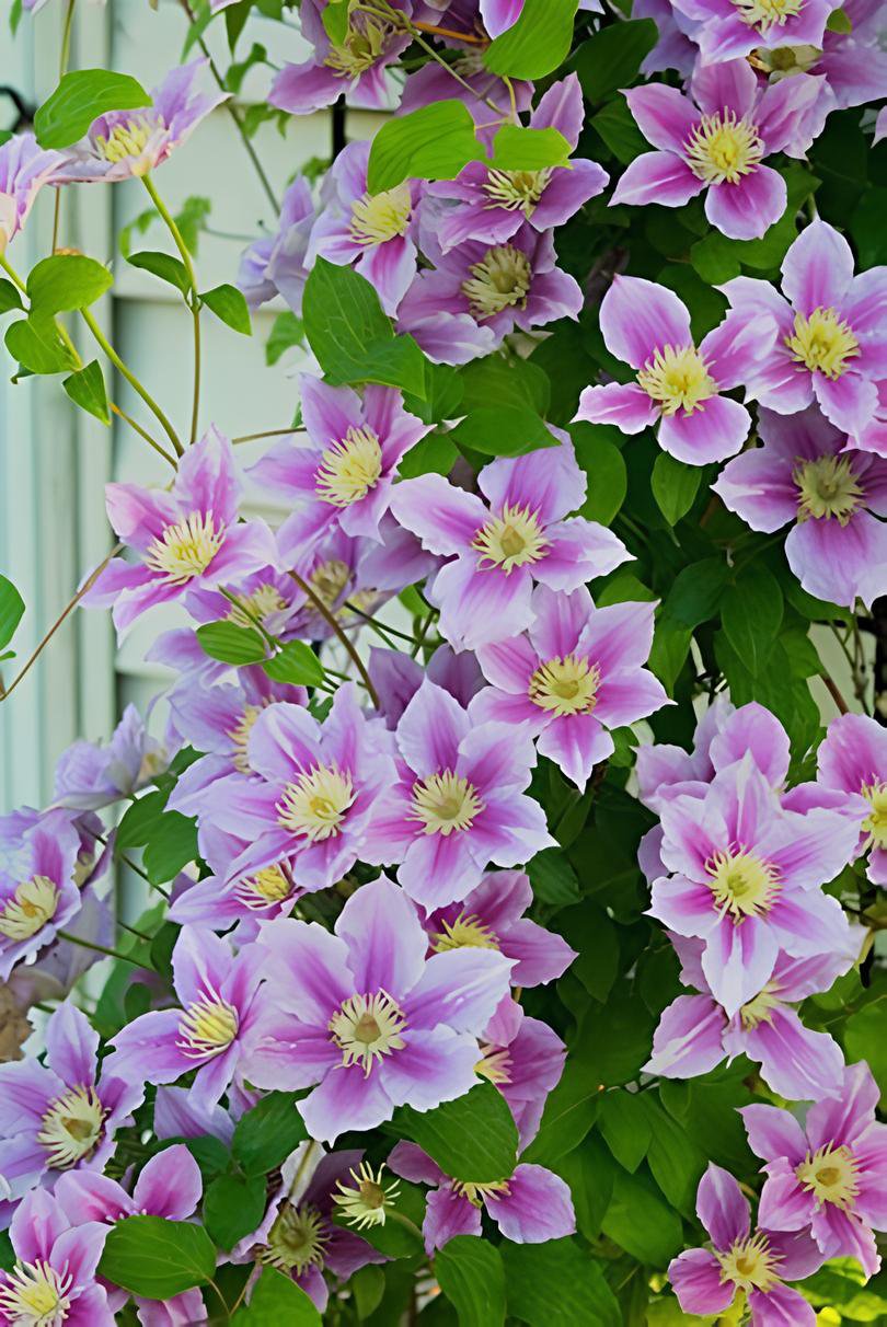 200 Seeds Rare Mix Beautiful Clematis Fresh Seeds