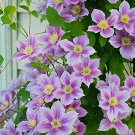 200 Seeds Rare Mix Beautiful Clematis Fresh Seeds