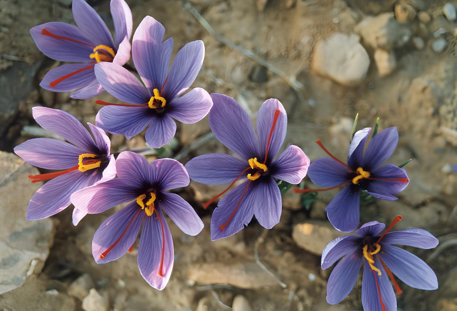 100 Seeds Saffron Crocus Fresh Seeds