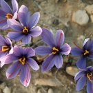 100 Seeds Saffron Crocus Fresh Seeds