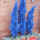 100 Seeds Italian Rare Dark Blue Cypress Tree Bonsai Indoor Outdoor Fresh Seeds