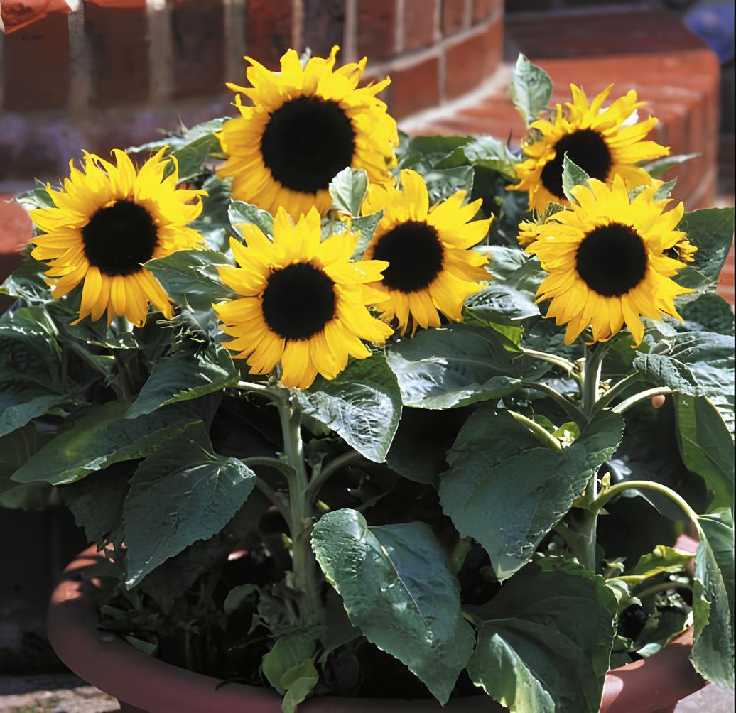 40 Seeds Dwarf Sunflower Bonsai Indoor & Outdoor Dwarf Mini Sunflower Fresh Seeds