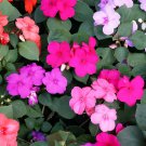 200 Seeds Balsam Flower Bonsai Impatiens Balsamina Bonsai Flower Fresh Seeds