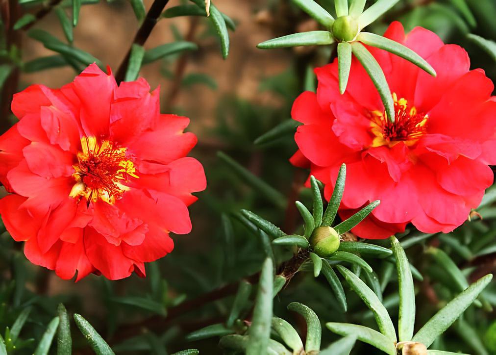 1000 Seeds Portulaca oleracea Purslane Double Flowers Fresh Seeds