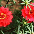 1000 Seeds Portulaca oleracea Purslane Double Flowers Fresh Seeds