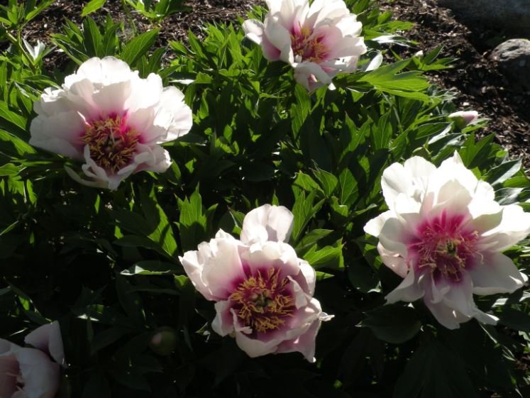 20 Seeds Peony 'Cora Louise' Seeds Lavender Center White Petals Fresh Seeds