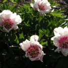 20 Seeds Peony 'Cora Louise' Seeds Lavender Center White Petals Fresh Seeds
