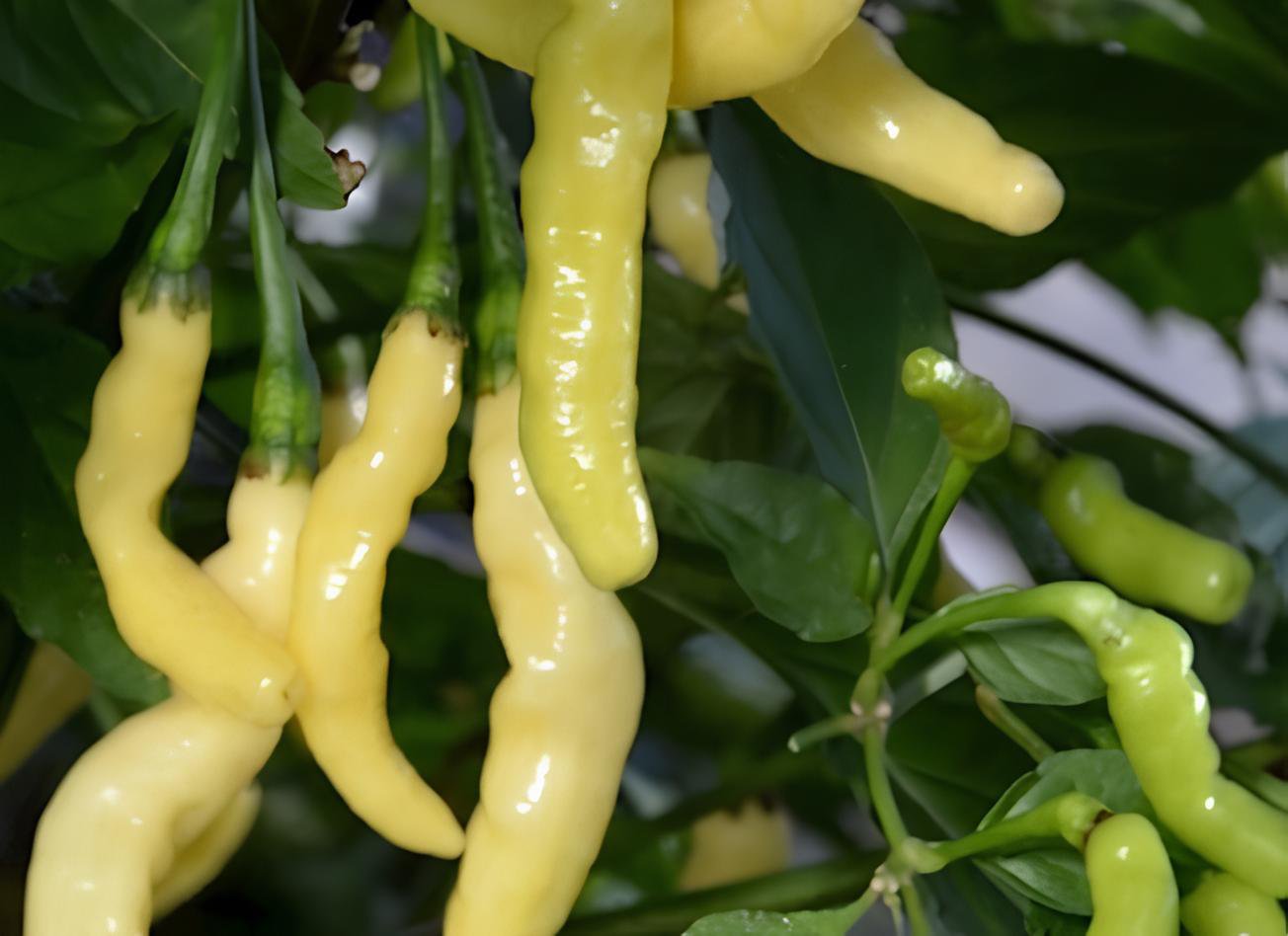 200 Seeds Aribibi Gusano Pepper Bolivian Chili Super Hot Caterpillar Pepper Fresh Seeds