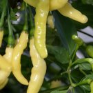 200 Seeds Aribibi Gusano Pepper Bolivian Chili Super Hot Caterpillar Pepper Fresh Seeds