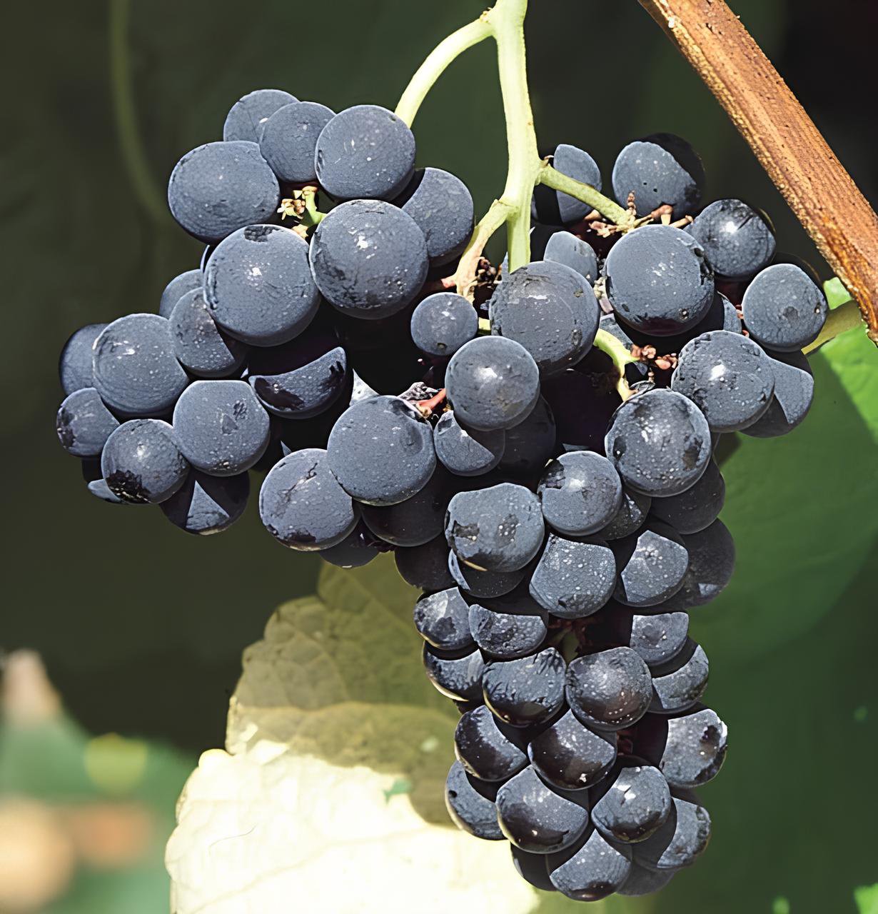200 Seeds Valiant Black Grape Fresh Seeds