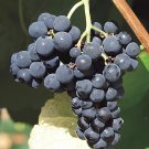 200 Seeds Valiant Black Grape Fresh Seeds