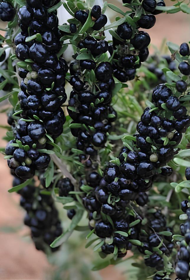 400 Seeds Lycium Ruthenicum Medlar Wolfberry Fresh Seeds