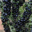 400 Seeds Lycium Ruthenicum Medlar Wolfberry Fresh Seeds