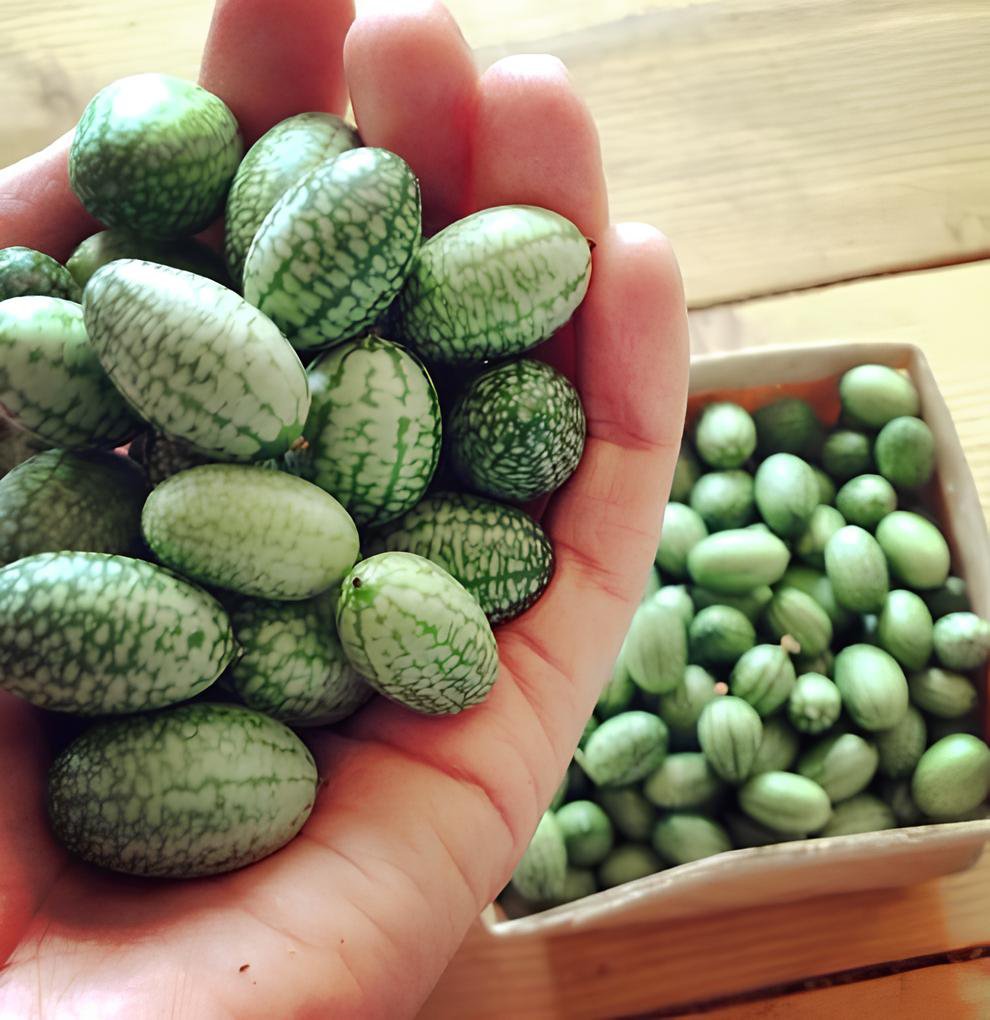 20 Seeds Heirloom Mouse Melon Sandiita Cucamelon Melothria Scabra Fresh Seeds