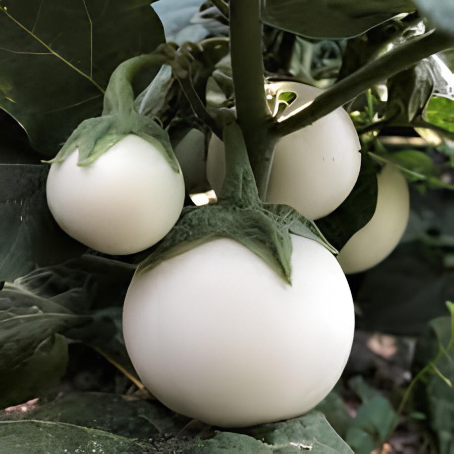 400 Seeds Lao White Eggplant Fresh Seeds