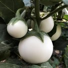 400 Seeds Lao White Eggplant Fresh Seeds